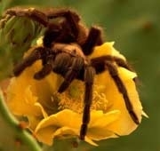 Agravos das Aranhas para a Saúde