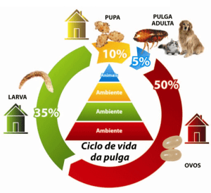 Agravos das Pulgas para a Saúde