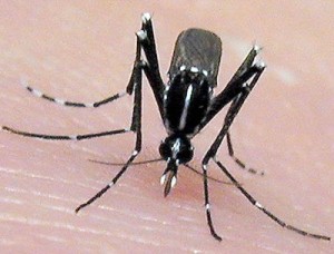 Agravos dos Mosquitos para a Saúde