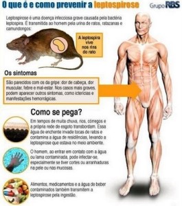 Agravos dos Ratos para a Saúde