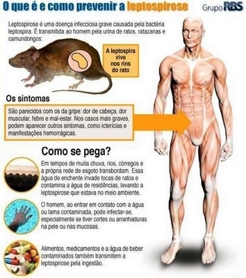 Agravos dos Ratos para a Saúde