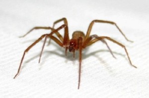 Aranhas