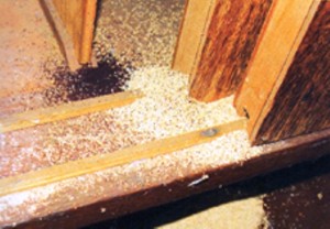 Ataque de cupim de madeira seca em guarda roupa