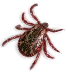 Carrapatos
