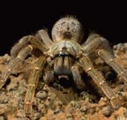 Ciclo de Vida das Aranhas