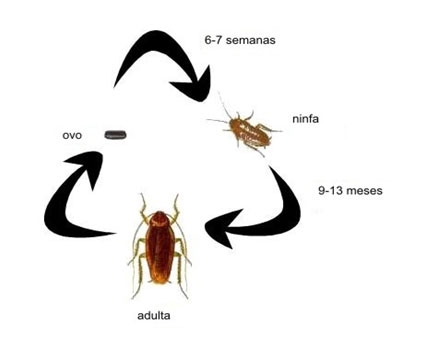 Ciclo de Vida das Baratas