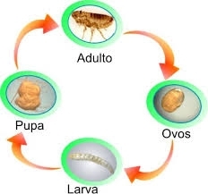 Ciclo de Vida das Pulgas