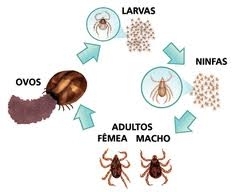 Ciclo de Vida dos Carrapatos