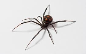 Dedetização de Aranhas