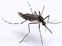 Dedetização de Mosquitos