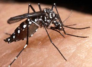 Mosquito Aedes Aegypti