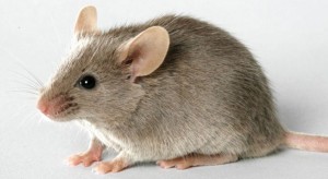 Mus Musculus