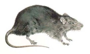 Rattus Novergicus 2