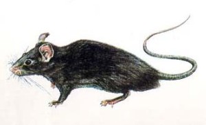 Rattus rattus2