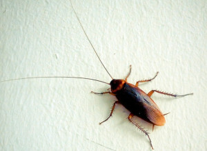 barata blog