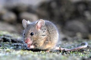 rato blog