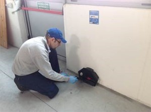 Dedetização de Ratos