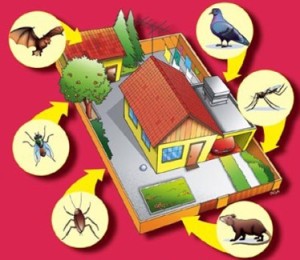Animais Sinantrópicos
