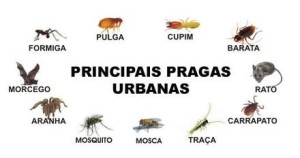 As principais pragas urbanas