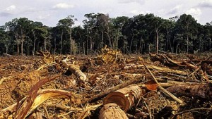 O desmatamento é um dos principais problemas ambientais e está ligado diretamente as mudanças climáticas
