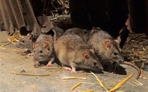 Perguntas sobre os ratos