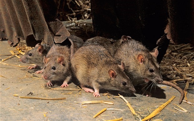 Perguntas sobre os ratos