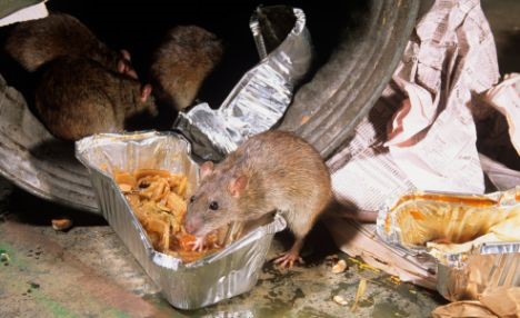 DÚVIDAS SOBRE OS RATOS