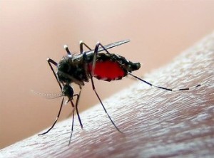 PERGUNTAS E RESPOSTAS SOBRE MOSQUITOS