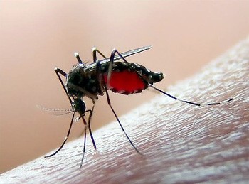 PERGUNTAS E RESPOSTAS SOBRE MOSQUITOS