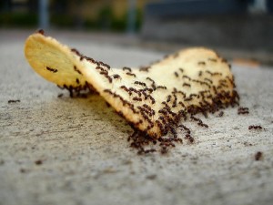 Perguntas e Respostas Sobre Formigas