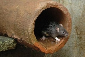 Perguntas e Respostas Sobre Leptospirose