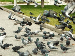 Perguntas e Respostas Sobre Pombos