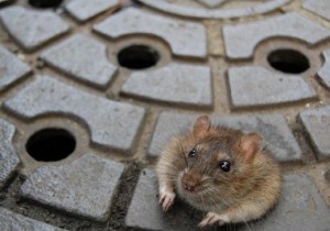 Como Acabar com os Ratos