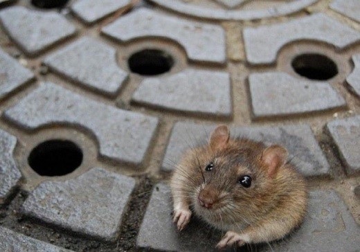 COMO ACABAR COM OS RATOS