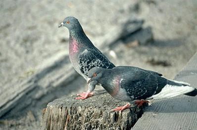 Doenças Transmitidas pelos Pombos