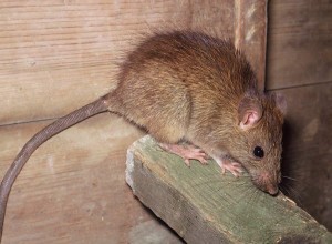 Doenças Transmitidas pelos Ratos
