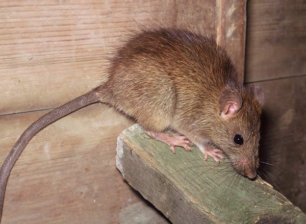 Doenças Transmitidas pelos Ratos