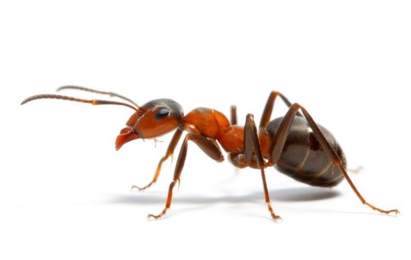 FORMIGAS URBANAS