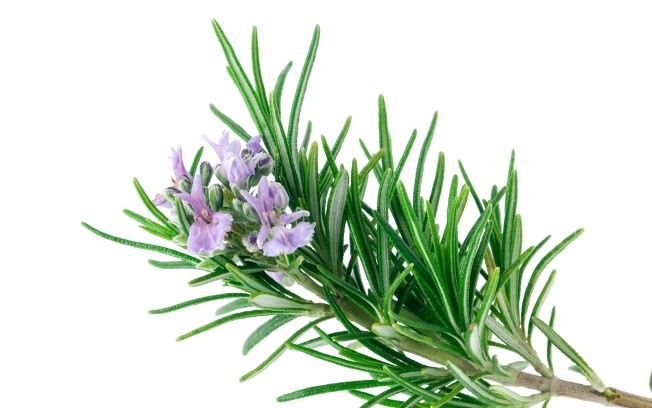 Repelente Natural Contra Insetos