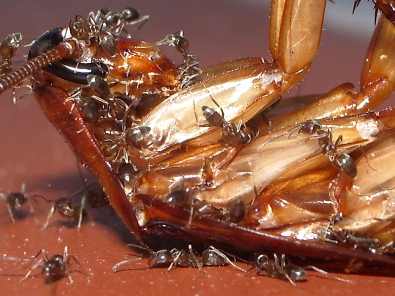 DOENÇAS TRANSMITIDAS PELAS FORMIGAS