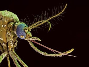O QUE É ZIKA VÍRUS? INFORMAÇÕES GRÁTIS SOBRE O ZIKA VÍRUS
