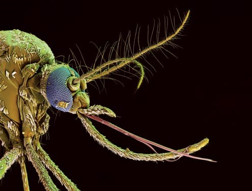O QUE É ZIKA VÍRUS? INFORMAÇÕES GRÁTIS SOBRE O ZIKA VÍRUS