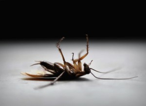 Danos Causados Pelas Baratas