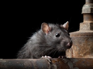 Ratos: Tipos e Espécies de Roedores Urbanos