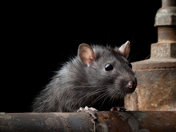 Ratos Tipos e Espécies de Roedores Urbanos