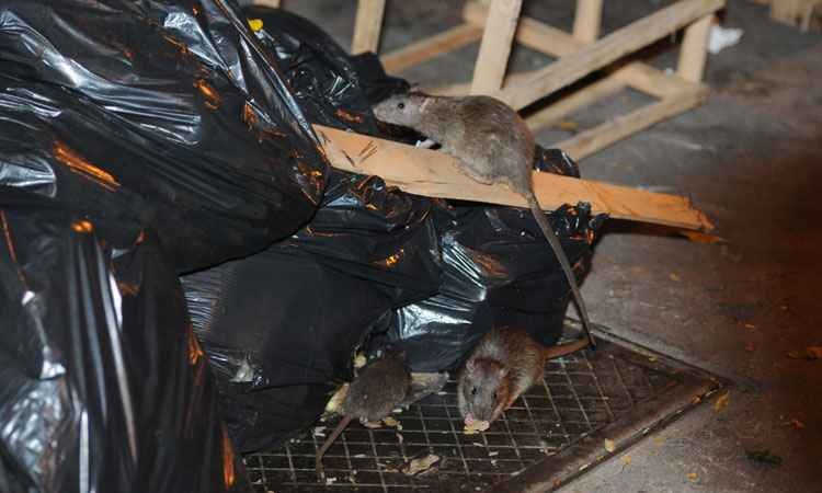 RATOS: O QUE AS RATAZANAS COMEM?
