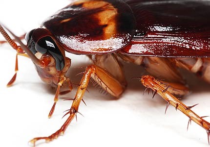 Doença da Barata