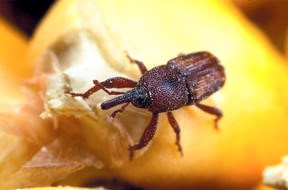 Carunchos? Como acabar com os carunchos (bicho da farinha e dos grãos)