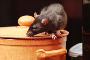 Ratos Como é que posso ter roedores urbanos na minha casa