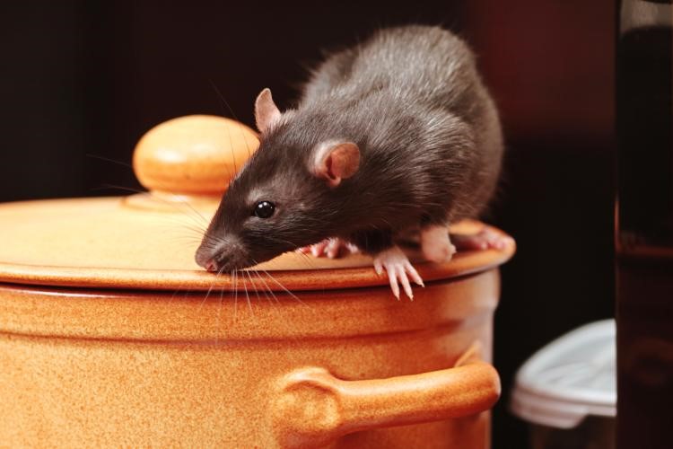 Ratos Como é que posso ter roedores urbanos na minha casa